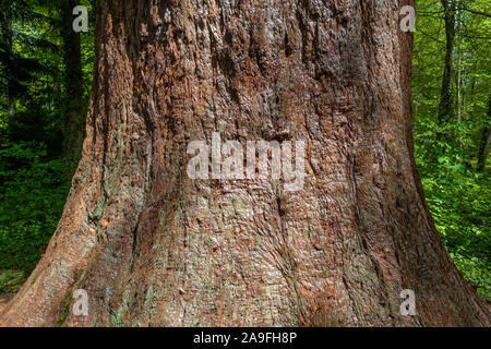 Tronco di un albero di sequoia in una foresta Foto Stock