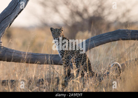 Leopard femmina (panthera pardus) seduti lungo il Marsh road a Savuti, Chobe NP, Botswana Foto Stock