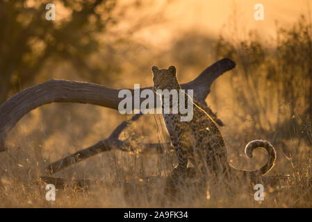 Leopard femmina (panthera pardus) seduti lungo il Marsh road a Savuti, Chobe NP, Botswana Foto Stock