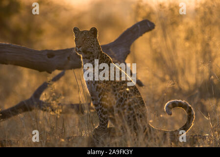 Leopard femmina (panthera pardus) seduti lungo il Marsh road a Savuti, Chobe NP, Botswana Foto Stock