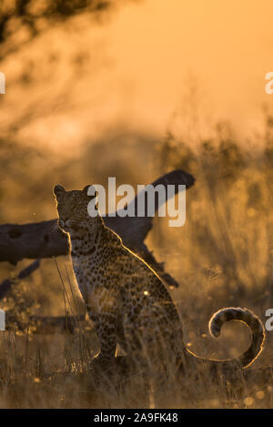 Leopard femmina (panthera pardus) seduti lungo il Marsh road a Savuti, Chobe NP, Botswana Foto Stock