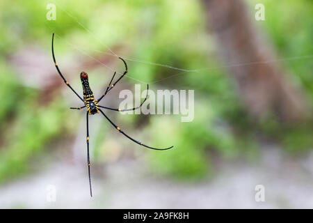 Giant golden orb weaver Nephila pilipes appeso sul suo web che mostra in grassetto rosso inferiore e strisce gialle. Trovato in Sumatra, Indonesia. Foto Stock