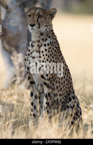 Bella ghepardo (Acinonyx jubatus) nella luce del mattino in NP MOREMI Khwai (), Botswana Foto Stock