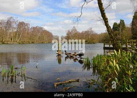 Bosco ceduo di stagno, St Ives Bingley, in primavera, West Yorkshire Foto Stock