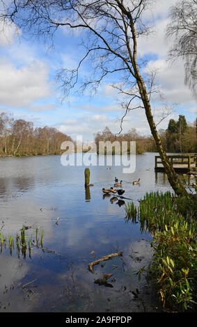 Bosco ceduo di stagno, St Ives Bingley, in primavera, West Yorkshire Foto Stock