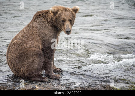 Orso bruno si siede sul bordo del fiume e guarda la fotocamera, Katmai, Alaska Foto Stock