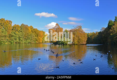 Bosco ceduo di stagno, St Ives Bingley, in autunno, Yorkshire Foto Stock