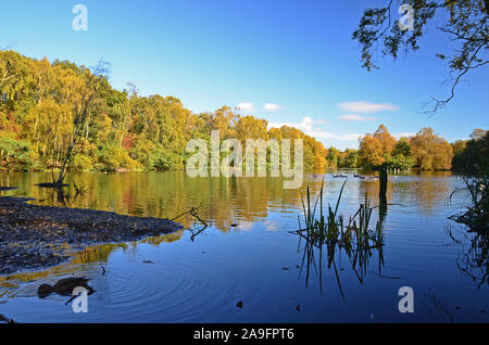 Bosco ceduo di stagno, St Ives Bingley, in autunno, Yorkshire Foto Stock