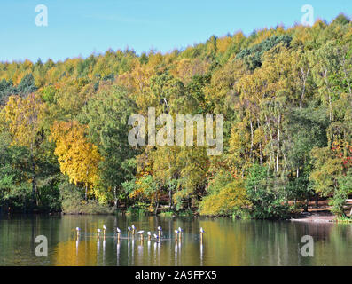 Bosco ceduo di stagno, St Ives Bingley, in autunno, Yorkshire Foto Stock