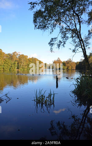 Bosco ceduo di stagno, St Ives Bingley, in autunno, Yorkshire Foto Stock