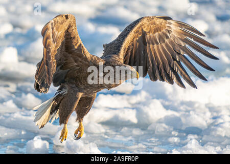 Aquile di mare in Rausu Hokkaido in Giappone Foto Stock