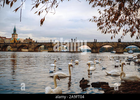 Praga, Repubblica ceca/ 01 Novembre 2019: Cigni nuoto nelle vicinanze del Ponte Carlo e Legii ponte di Praga. Popolare attrazione turistica Foto Stock