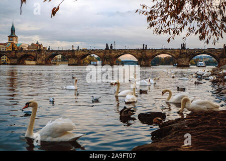 Praga, Repubblica ceca/ 01 Novembre 2019: Mazzetto di cigni nuotando vicino Legii bringe. Popolare attrazione turistica. Vista sul Ponte Carlo Foto Stock