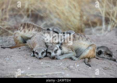 Meerkats (Suricata suricatta) dormire, Kgalagadi Parco transfrontaliero, Northern Cape, Sud Africa Foto Stock