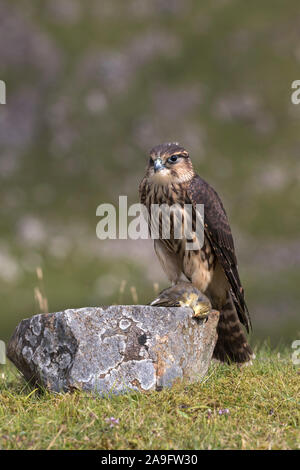 Merlin (Falco columbarius) con la preda, captive, Cumbria, Regno Unito Foto Stock