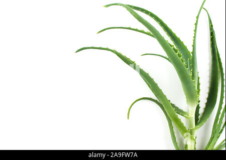 Fresco verde Aloe Vera lascia isolati su sfondo bianco. .Succulento per la medicina di erbe, cosmetici, prodotti di bellezza. Cura della Pelle concetto idratante . Foto Stock