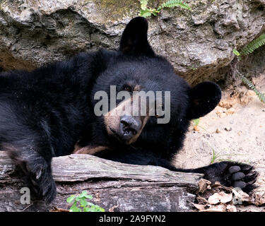 Portare in appoggio da una roccia e log e guardando la telecamera mentre esponendo il suo corpo, testa, le orecchie, gli occhi, muso zampe nei dintorni e ambiente ma Foto Stock