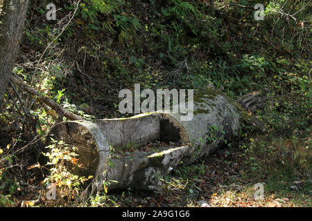 Sedile semplice scolpito in un tronco d'albero lungo un sentiero escursionistico in Virginia, Stati Uniti Foto Stock