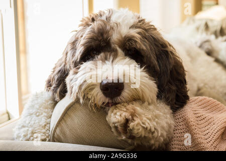 Un grande labradoodle cucciolo recante sul retro del lettino. Foto Stock