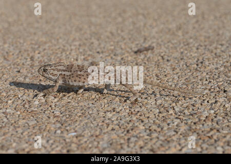 Chameleon in Xaghra, Malta Foto Stock