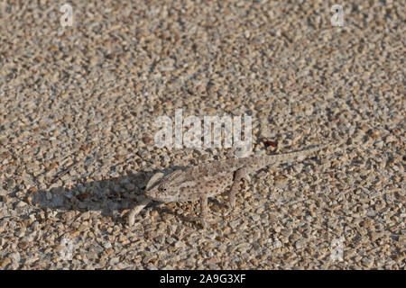 Chameleon in Xaghra, Malta Foto Stock