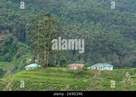 Lavoratori Plantaion casa a Munnar,Kerala, India Foto Stock