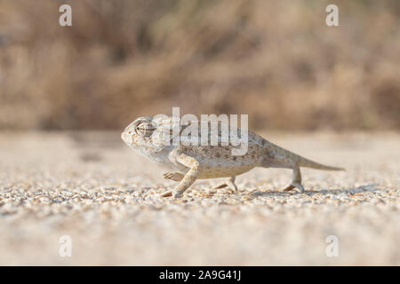 Chameleon in Xaghra, Malta Foto Stock