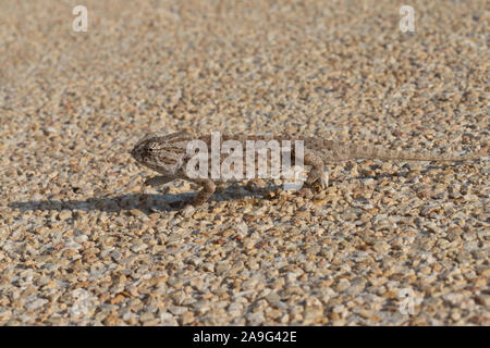 Chameleon in Xaghra, Malta Foto Stock