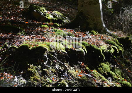 Moss copre il suolo di una foresta di faggio nella Sierra de Urbasa parco naturale, Navarra Foto Stock