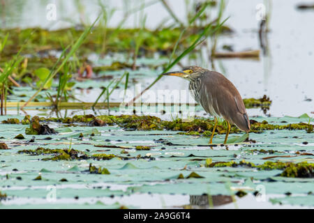 Indian Pond Heron appollaiate su lotus leaf cercando in una distanza Foto Stock