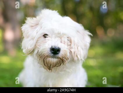 Un simpatico white Shih Tzu razza cane ascolto con una inclinazione testata Foto Stock