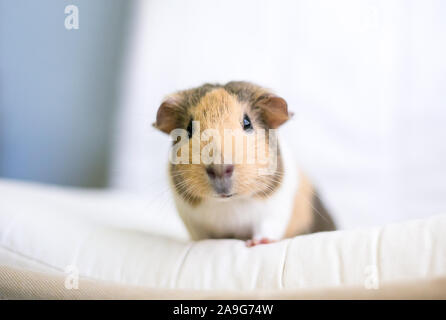 Un tan e bianco American cavia (cavia porcellus) guardando la telecamera Foto Stock