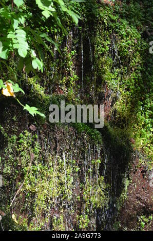 Moss in una piccola cascata nella Sierra de la Demanda, La Rioja, Spagna settentrionale Foto Stock