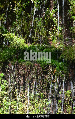 Moss in una piccola cascata nella Sierra de la Demanda, La Rioja, Spagna settentrionale Foto Stock