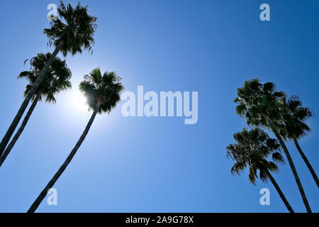 Palme e sole di fronte al cielo blu a Santa Barbara, California, Stati Uniti Foto Stock