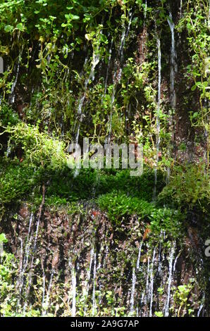 Moss in una piccola cascata nella Sierra de la Demanda, La Rioja, Spagna settentrionale Foto Stock