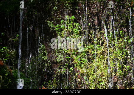 Moss in una piccola cascata nella Sierra de la Demanda, La Rioja, Spagna settentrionale Foto Stock