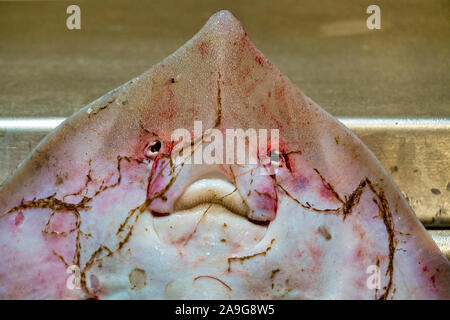 Faccia di un thornback ray (Raja clavata) sul display Foto Stock