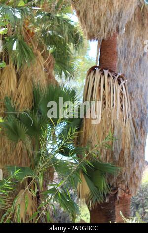 Colorado deserto pianta nativa, comunemente Sandbar Willow, botanicamente Salix Exigua, cresce solo in pioppi neri americani Primavera del Parco nazionale di Joshua Tree. Foto Stock