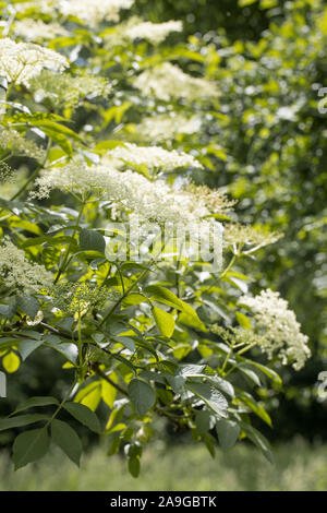 Blooming nero bussola di sambuco (Sambucus nigra) esterno Foto Stock