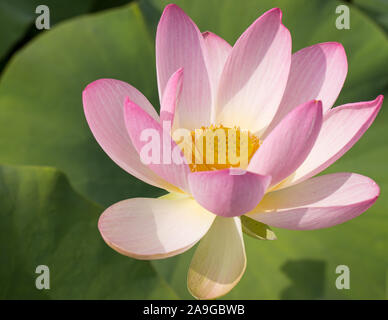 Guardare all'interno di un fiore aperto del fiore di loto - indian lotus (Nelumbo nucifera) con i propri fogli come sfondo non nitida Foto Stock