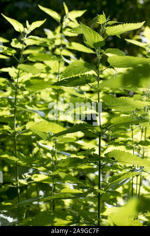 Sole che splende alla vista frontale di aerie di ortica (Urtica dioica) con nessun fiore o semi all'aperto / fauna selvatica con un unsharp scuro dello sfondo. Foto Stock