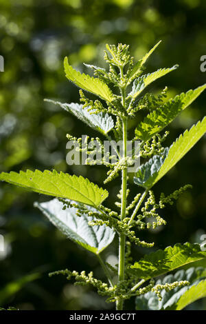 Maschio singolo ortica (Urtica dioica) appena prima della fioritura al di fuori con un oscuro unsharp sfondo Foto Stock