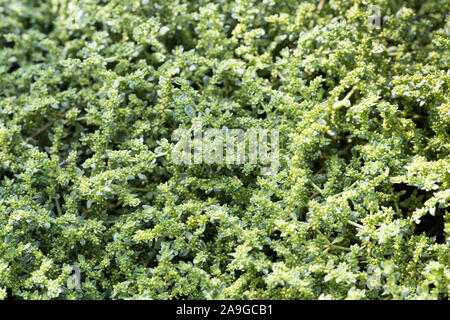 Smooth rupturewort (Herniaria glabra) - herniarin contenente impianto riempie il telaio Foto Stock