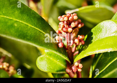 Fioritura delle piante di skimmia giapponese , verde lucide foglie rotonde con frutti rossi in una luminosa giornata di sole Foto Stock