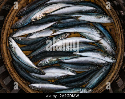 Cesto in legno con abbondanza di sgombri freschi il pesce appena sbarcato dai pescatori al mercato del pesce vicino a Hoi An, Vietnam Asia Foto Stock