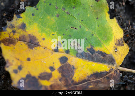 Falena pigmea larva chimicamente impedendo i colori dell'autunno all'interno di una foglia di Aspen Foto Stock