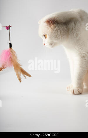 British short-capelli cat attratti da teasing cat bastoni Foto Stock