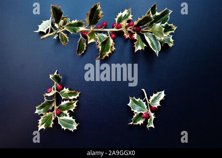 Elemento del nuovo anno e Xmas Holly ramo con frutti di bosco. Elemento di inverno per biglietti di auguri, poster, adesivi e design stagionali. su sfondo nero Foto Stock