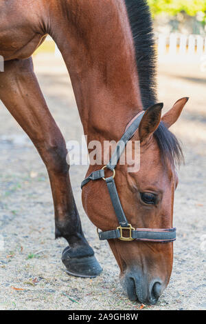 Cavallo marrone è mangiare, close-up. Allevamento di cavalli Foto Stock